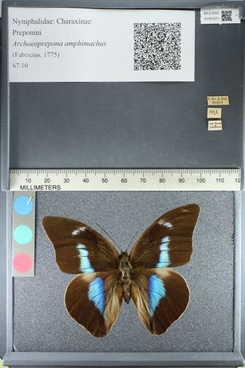 Media type: image;   Entomology 161271